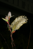 Salix chaenomeloides RCP3-09 272.jpg